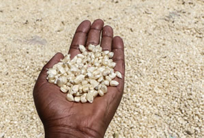 Food Security and Nutrition 2